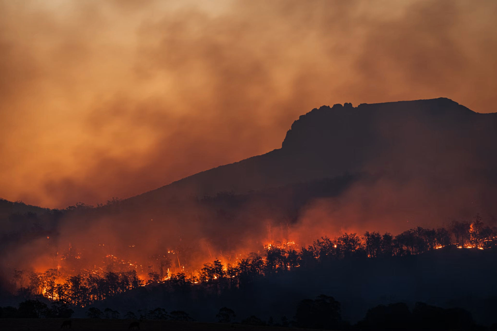 Wildfire spreading across a forested mountainside at dusk, with flames and heavy smoke